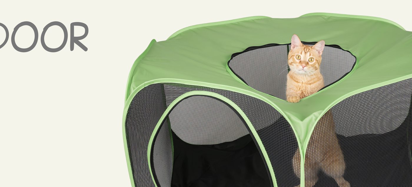 First steps into a catio