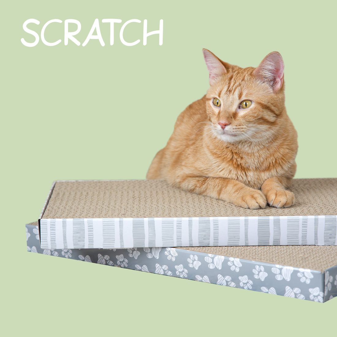 Cat on a Kitty City cardboard scratcher